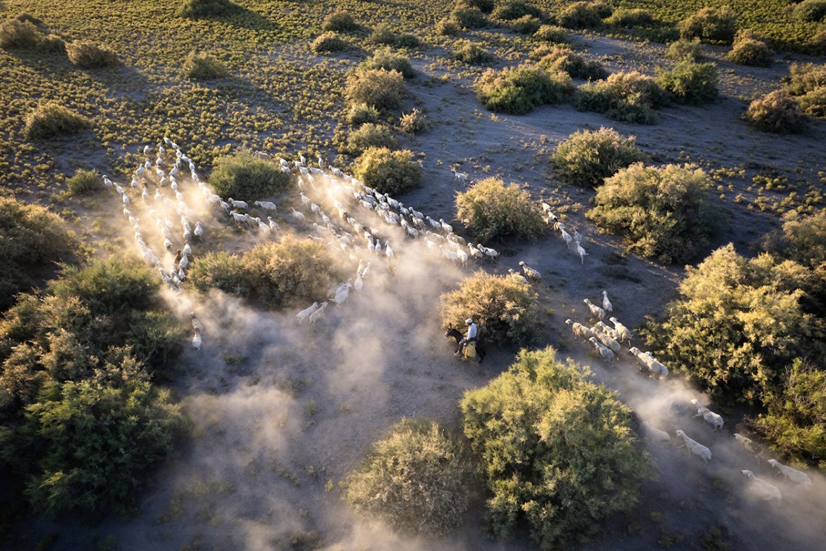 Konya’da besiciler koyunlarını akşam serinliğinde otlatıyor