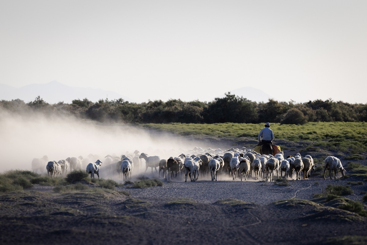 Konya’da besiciler koyunlarını akşam serinliğinde otlatıyor