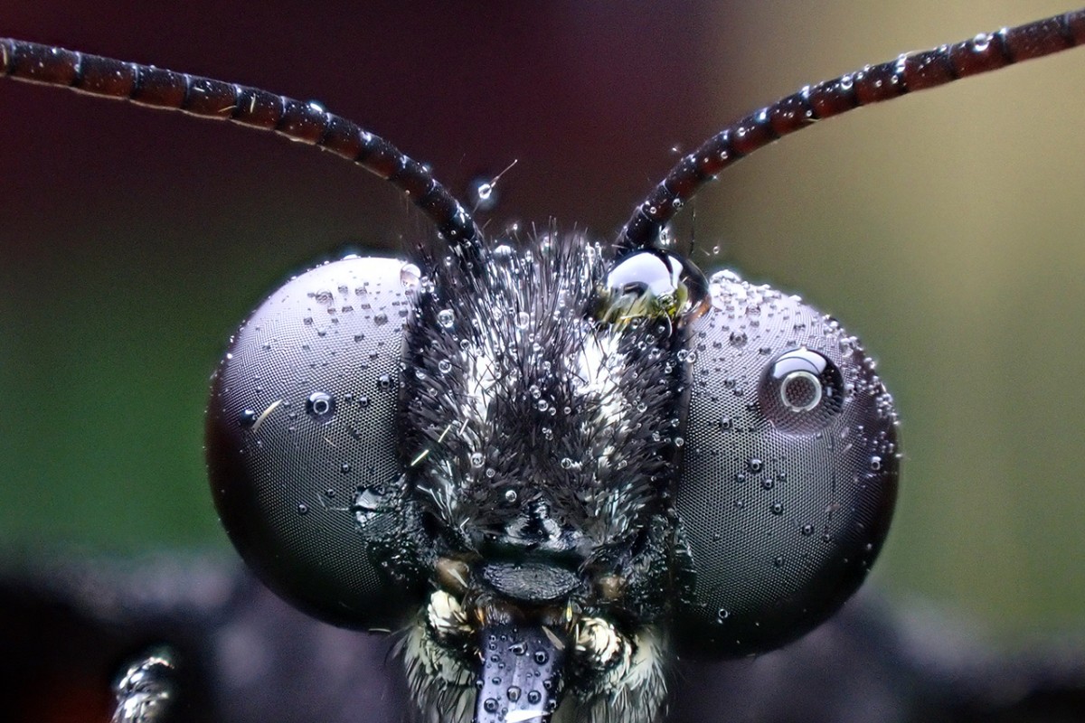 Tropikal bahçenin kelebekleri makro objektifle yakından görüntülendi