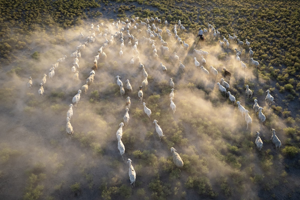 Konya’da besiciler koyunlarını akşam serinliğinde otlatıyor
