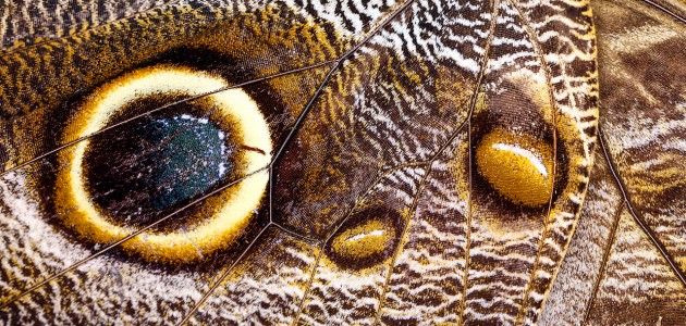 Tropikal bahçenin kelebekleri makro objektifle yakından görüntülendi