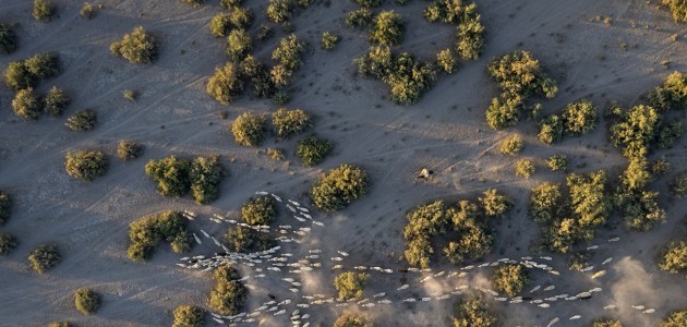 Konya’da besiciler koyunlarını akşam serinliğinde otlatıyor