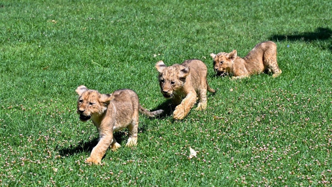 Erdoğan’a hediye edilen aslanların yavrularına isim aranıyor