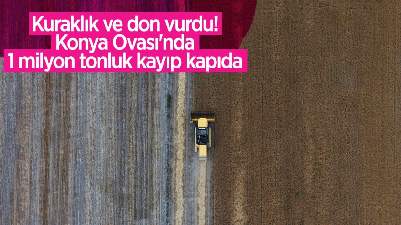 Kuraklık ve don vurdu: Konya Ovası'nda 1 milyon tonluk kayıp kapıda