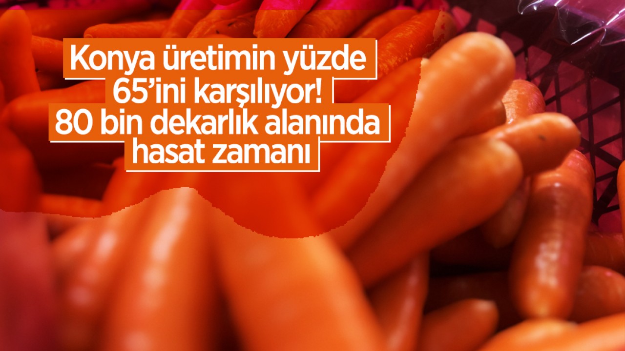 Konya üretimin yüzde 65’ini karşılıyor! 80 bin dekarlık üretim alanında hasat zamanı