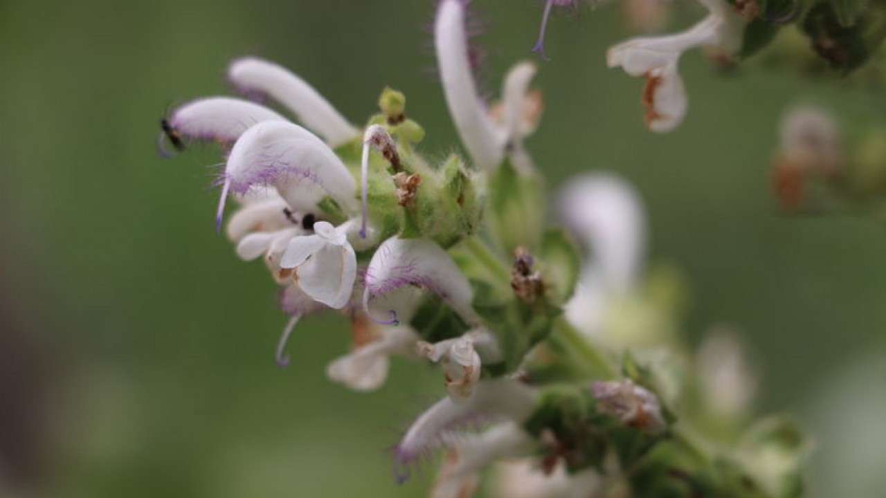 Koruma altındaki bu bitkiyi koparana 557 bin 212 lira ceza kesiliyor