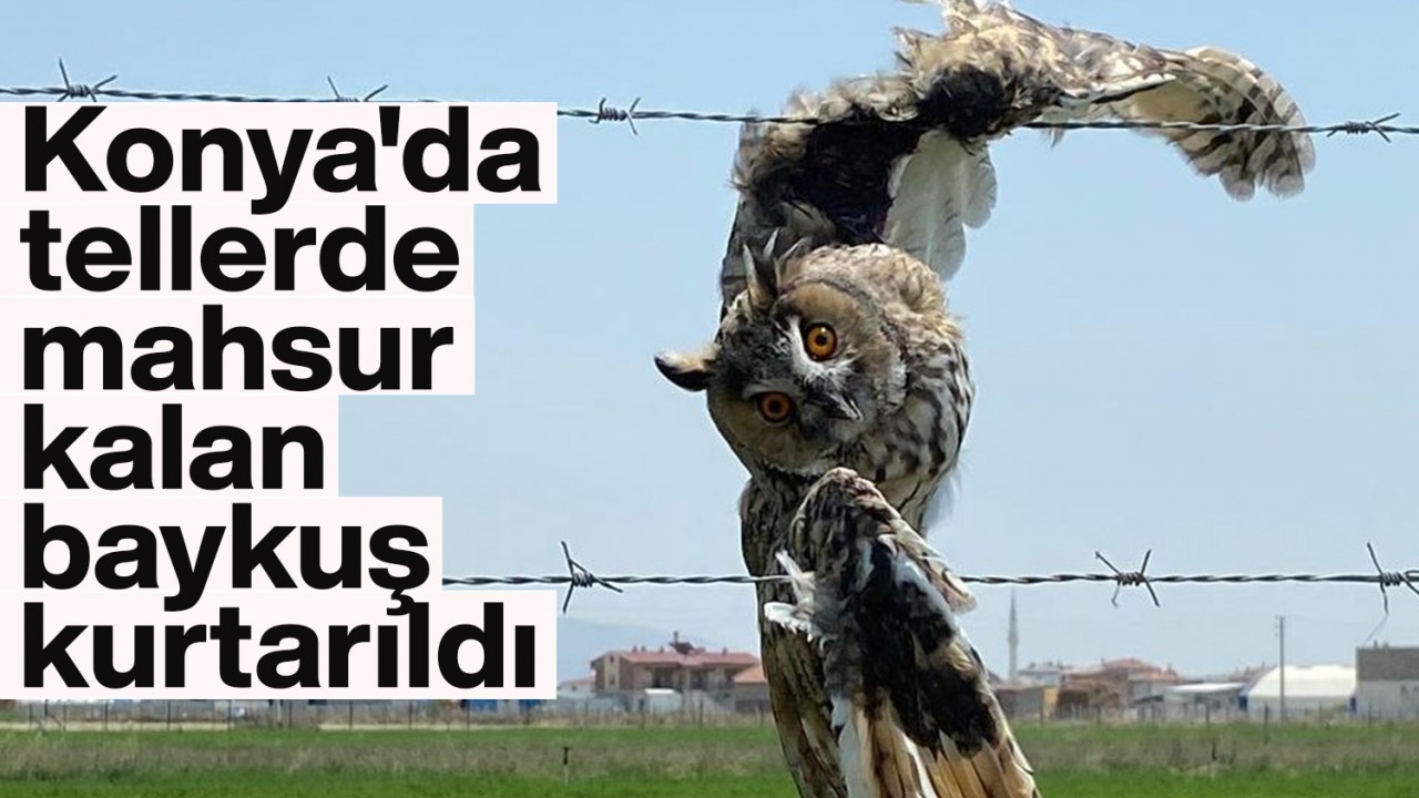 Konya’da tellerde mahsur kalan baykuş kurtarıldı