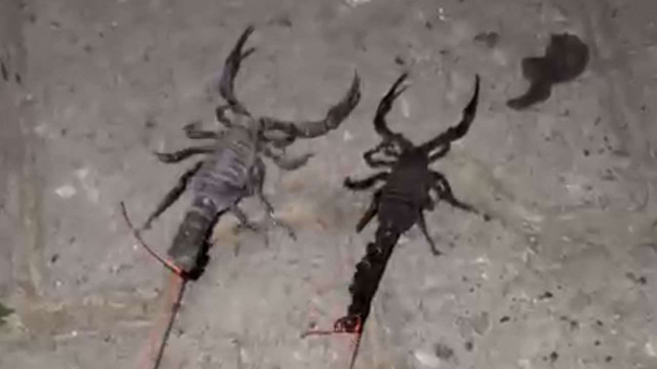 Bir köyü akrepler bastı! Köylüler tedirgin