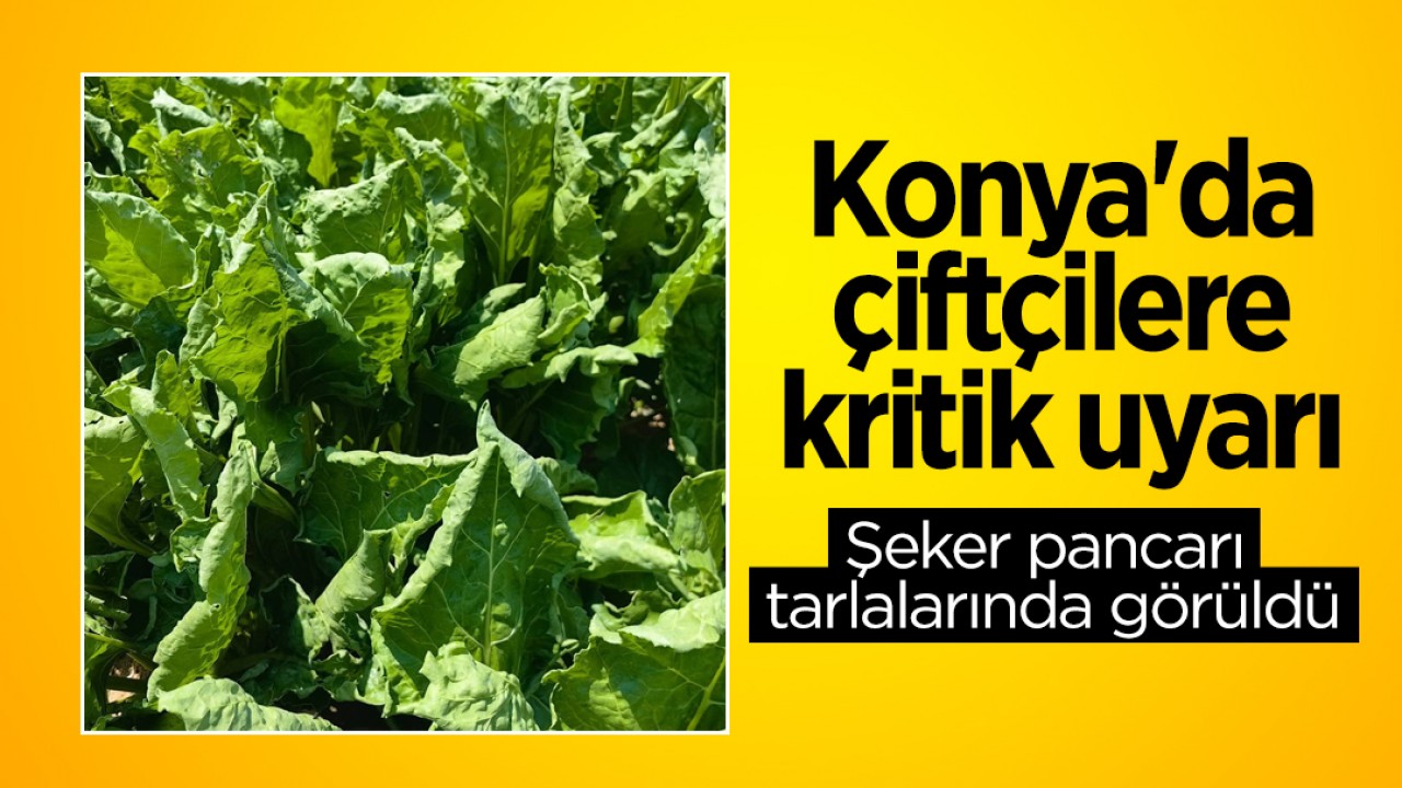 Konya’da çiftçilere kritik uyarı: Şeker pancarı tarlalarında görüldü