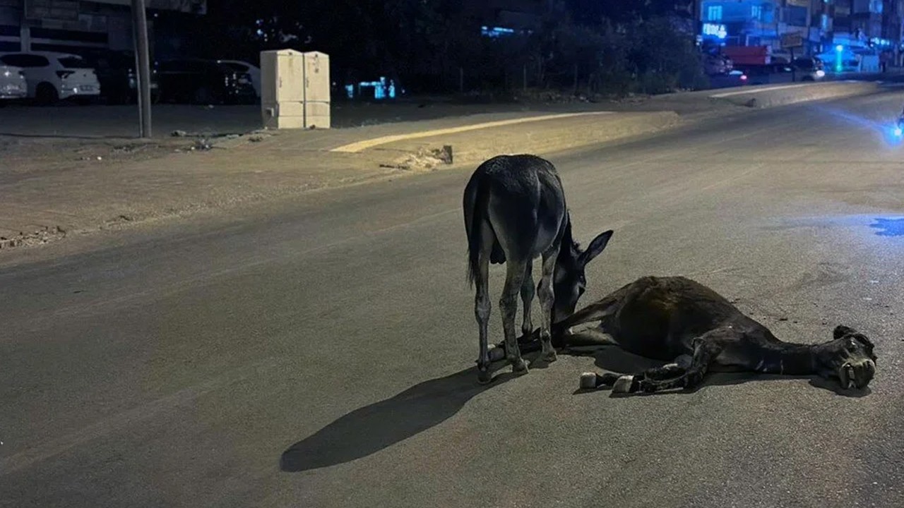 Otomobilin çarptığı eşek öldü, yavrusu başından ayrılmadı