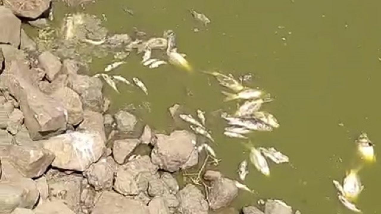 Kurumaya yüz tutan göletteki çok sayıda balık telef oldu