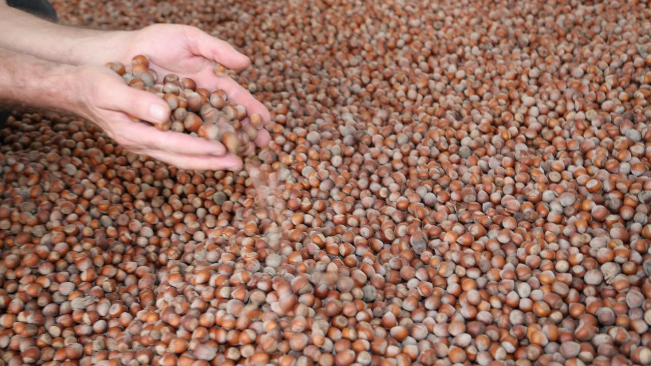 Fındık alım fiyatları belli oldu