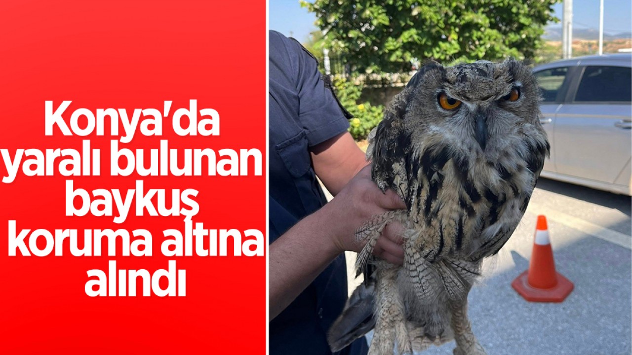 Konya’da yaralı bulunan baykuş koruma altına alındı
