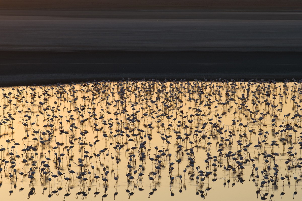 Düden Gölü’nde flamingolar gün doğumuyla birlikte görsel şölen sunuyor