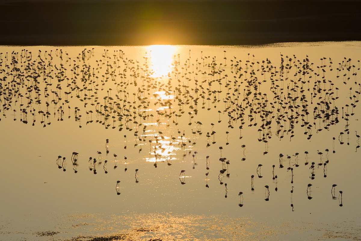 Düden Gölü’nde flamingolar gün doğumuyla birlikte görsel şölen sunuyor