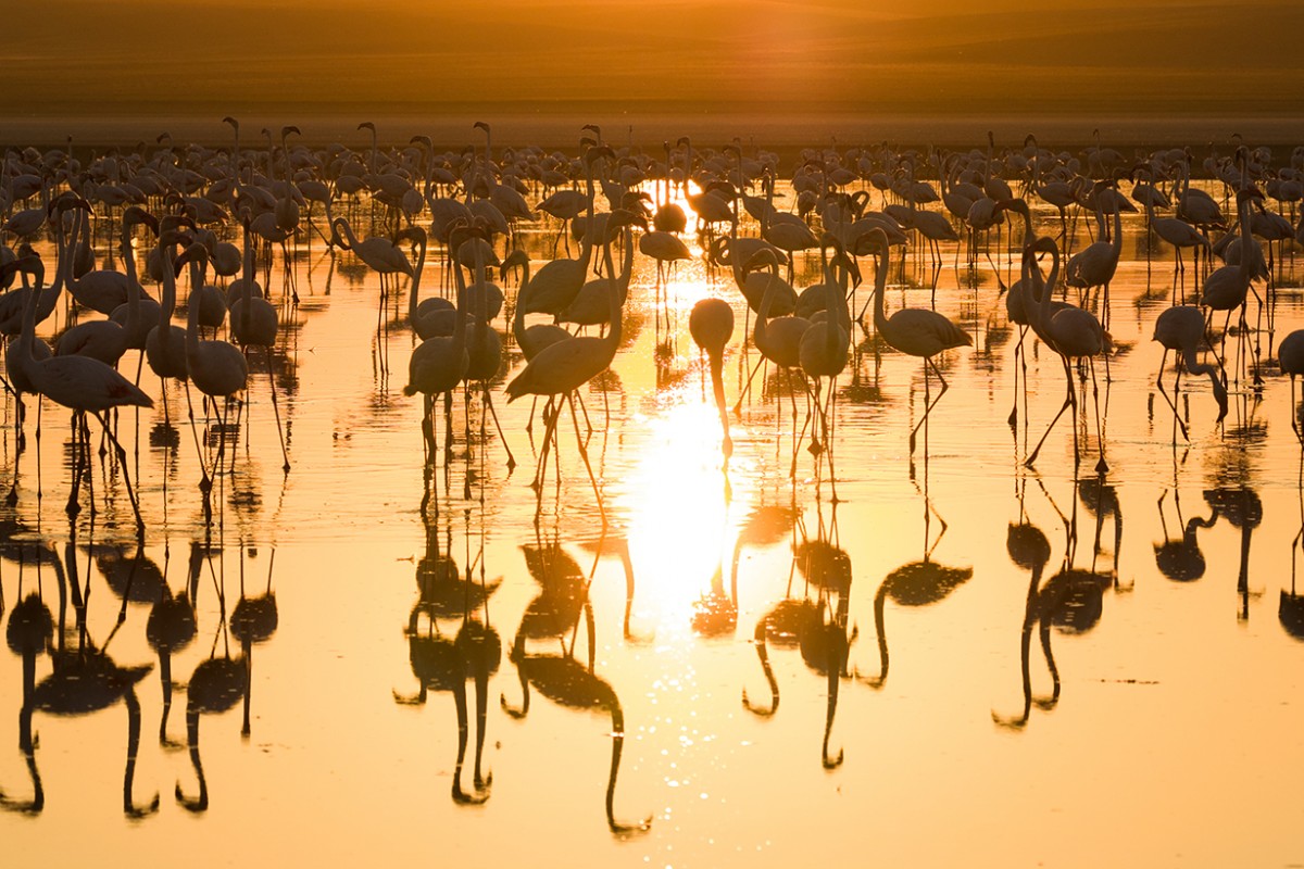 Düden Gölü’nde flamingolar gün doğumuyla birlikte görsel şölen sunuyor