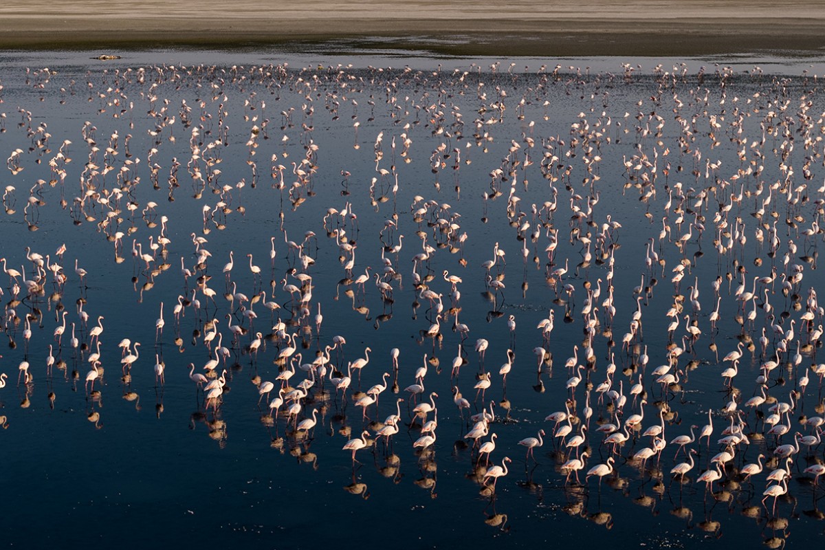 Düden Gölü’nde flamingolar gün doğumuyla birlikte görsel şölen sunuyor