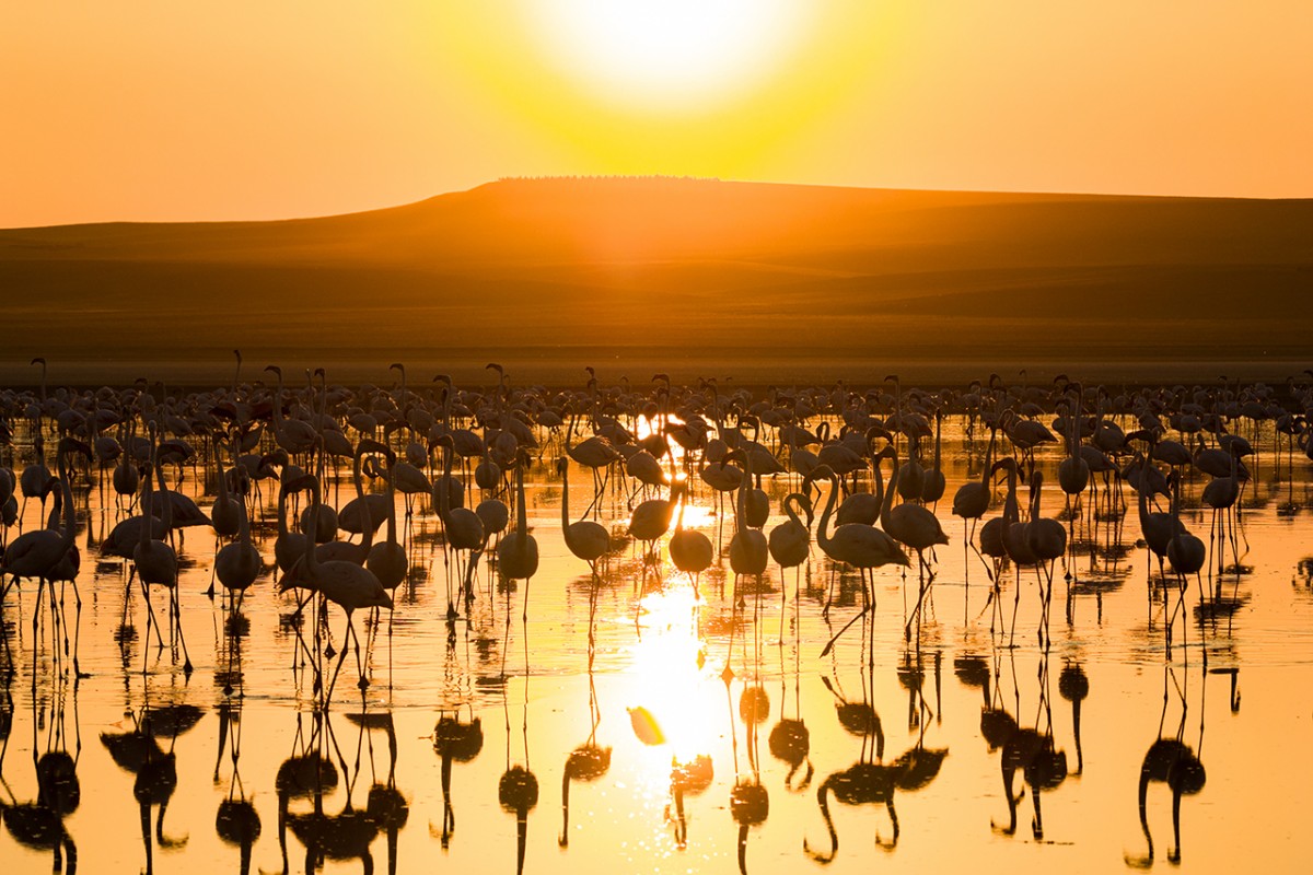 Düden Gölü’nde flamingolar gün doğumuyla birlikte görsel şölen sunuyor