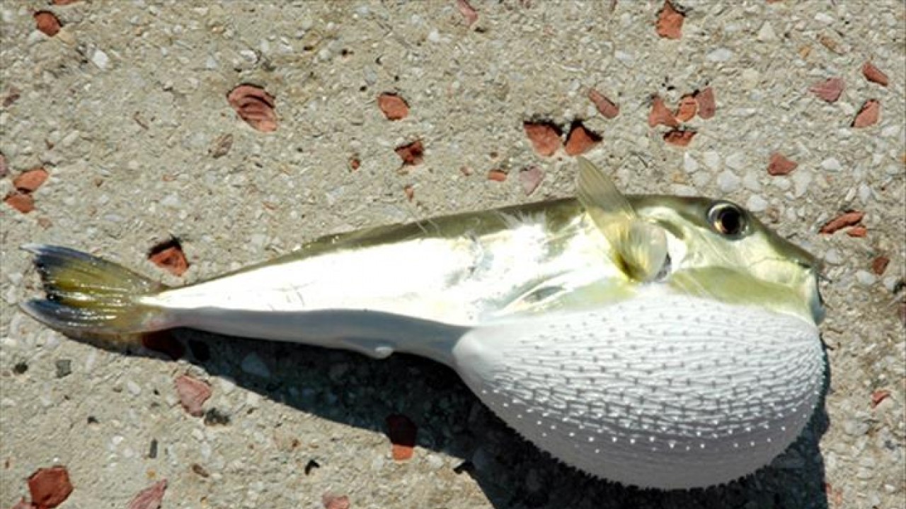 Balon balığı avcılığında destek miktarı artırıldı