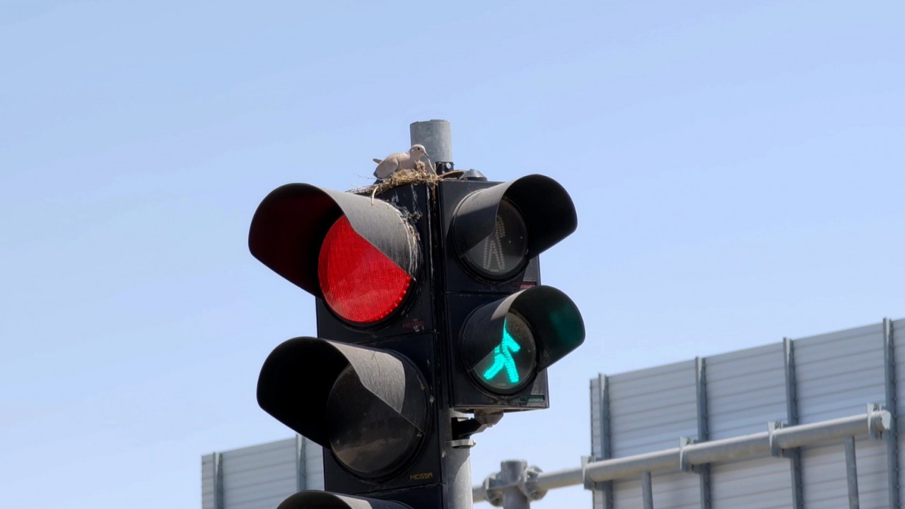 Kumru trafik ışığına yuva yaptı