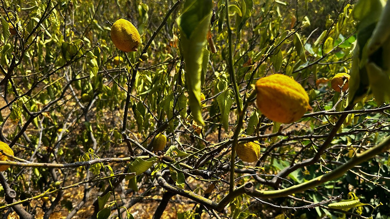 1000 dönümlük limon bahçesi, susuzluktan kurudu