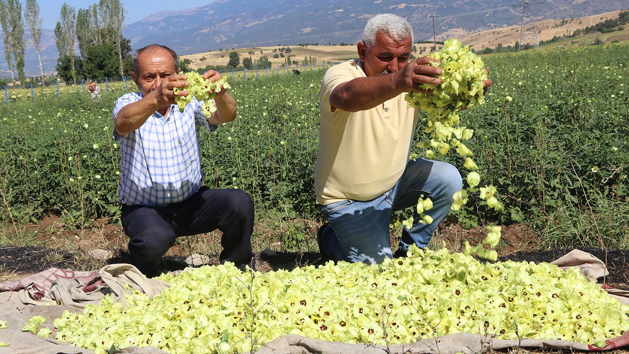 Coğrafi işaretli çiçek bamyasının hasadı başladı