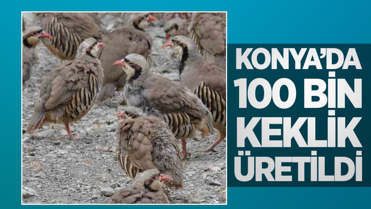 Konya’daki tesiste 100 bin keklik üretildi