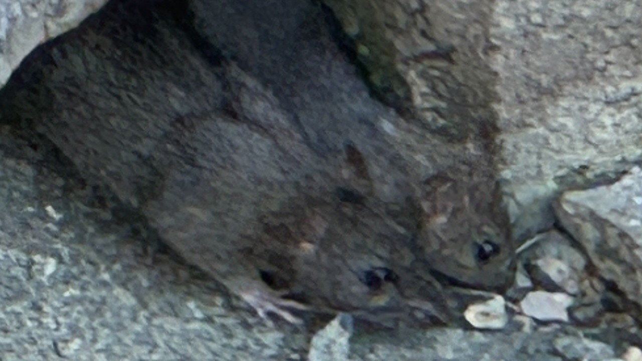 Porsuk Çayı çevresindeki fareler, esnafı ve vatandaşları tedirgin ediyor