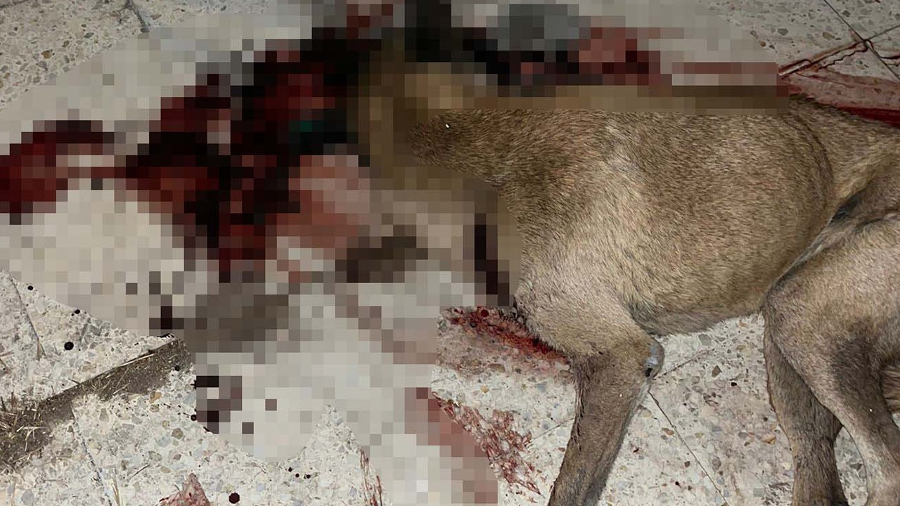 Polis, kendisine saldırdığını iddia ettiği sokak köpeğini tabancayla öldürdü