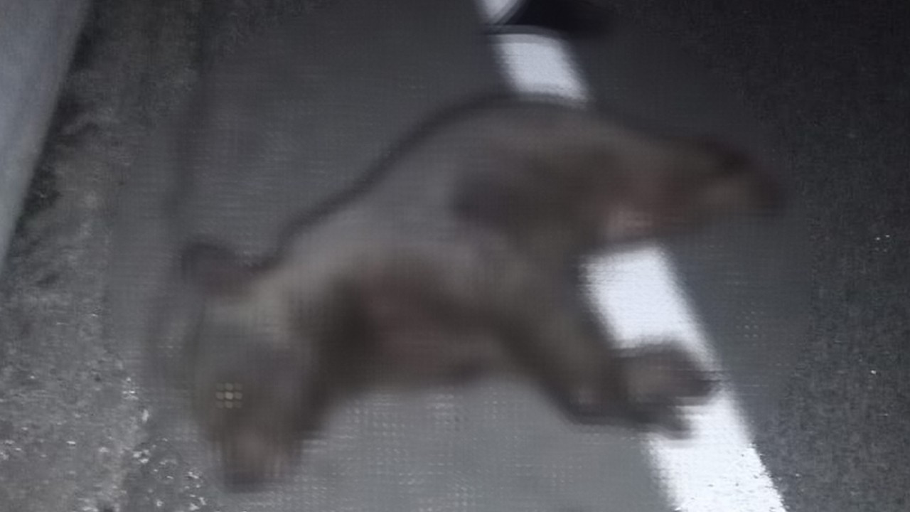 Otomobilin çarptığı yavru ayı öldü