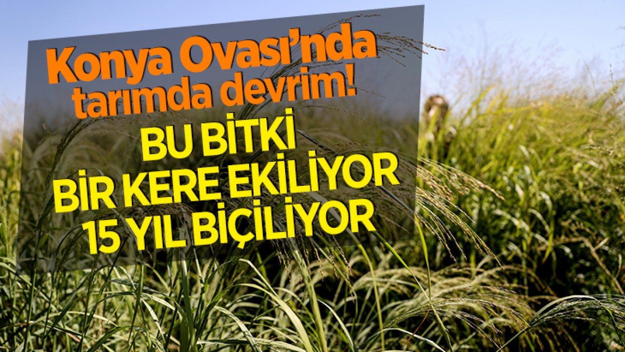Konya Ovası’nda tarımda devrim! Bu bitki bir kere ekiliyor 15 yıl biçiliyor