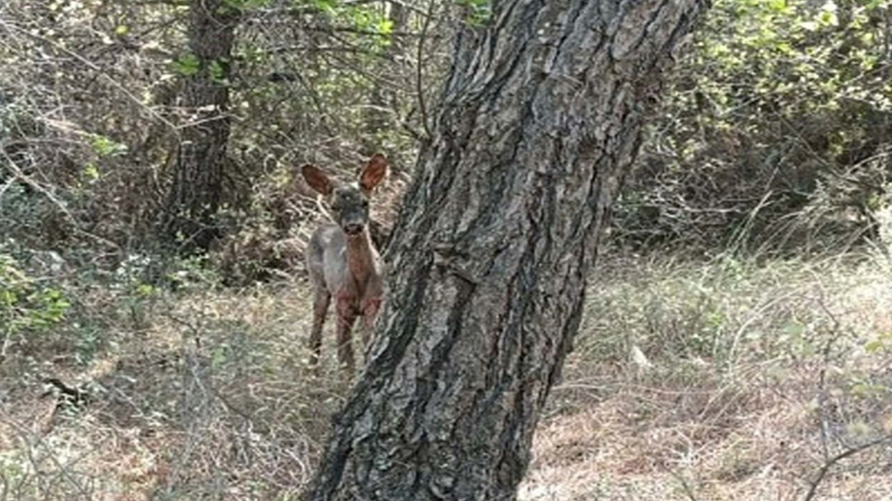 Ormanların yanması nedeniyle korunmasız hale gelen yaban hayvanları için av yasağı isteği