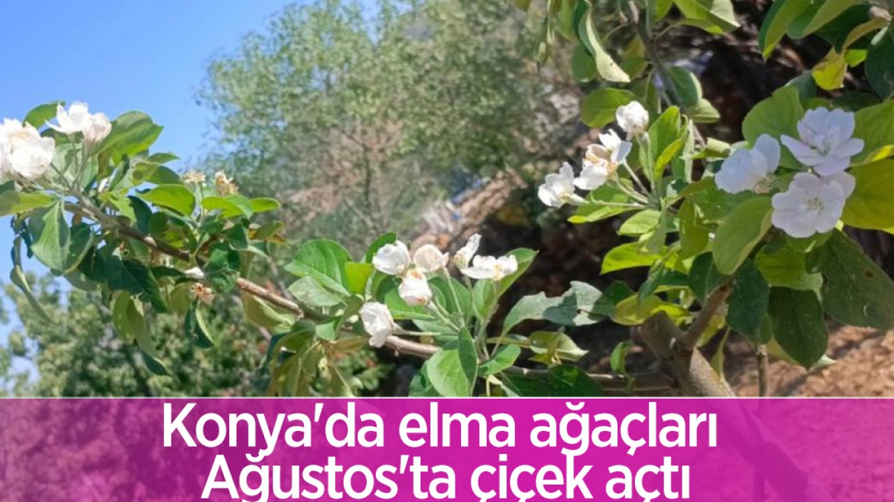 Konya’da elma ağaçları Ağustos’ta çiçek açtı