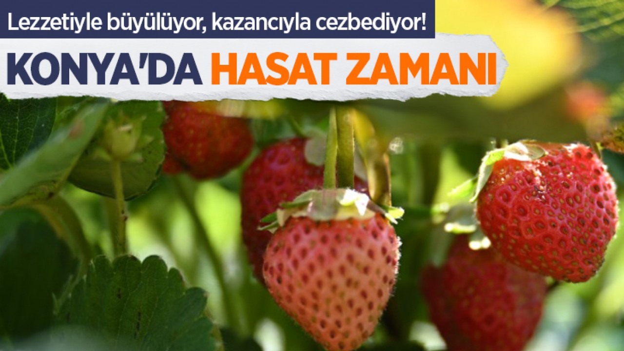 Lezzetiyle büyülüyor, kazancıyla cezbediyor! Konya'da hasat zamanı
