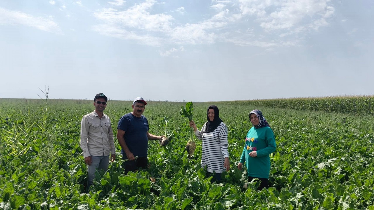 Karapınar Ovası'nda baharlık ürünlerin gelişimi incelendi