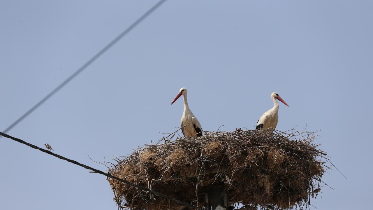 Yaren leyleğin yavruları göç yolculuğuna başladı