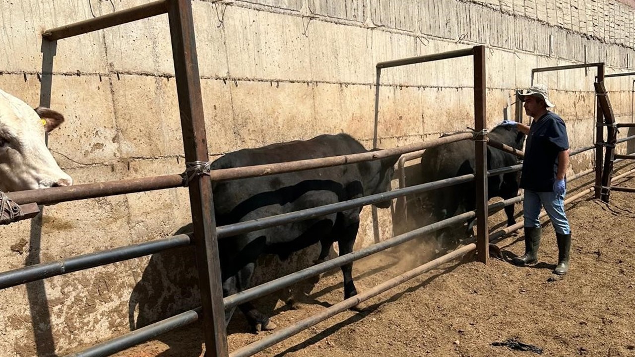 Beyşehir’de büyükbaş hayvanlarda aşılama çalışmaları devam ediyor