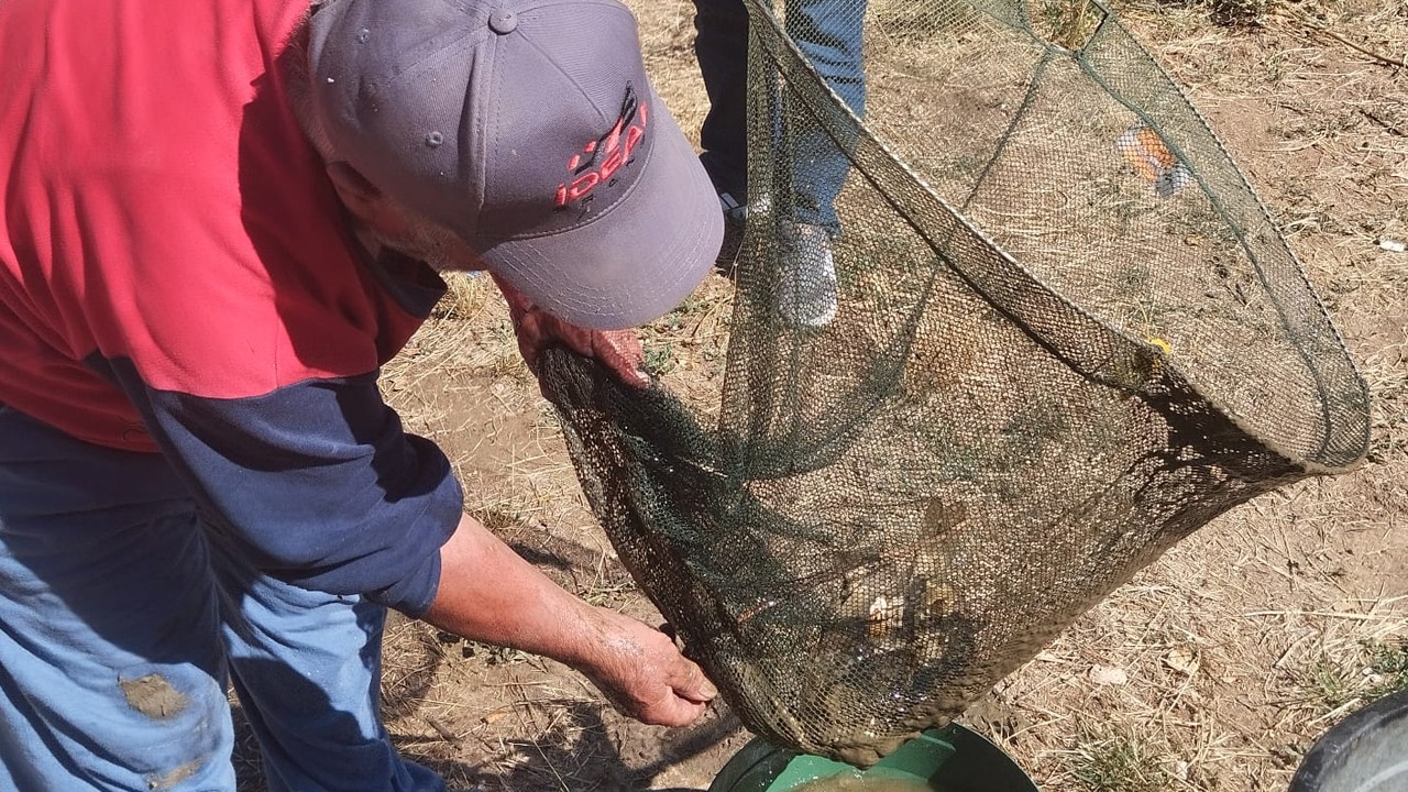 Beyşehir’de suyu azalan dereden kurtarılan balıklar gölete taşındı