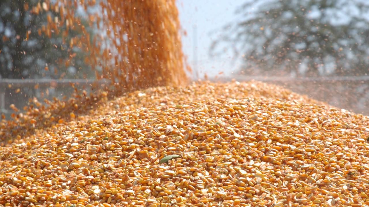 TMO, mısır alım fiyatlarını belirledi