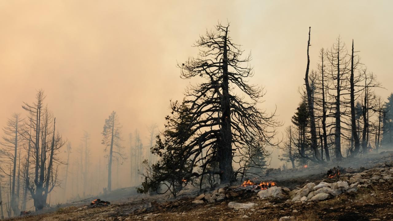 5 ildeki orman yangınları tamamen kontrol altında