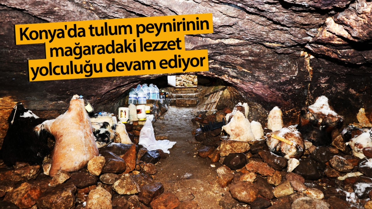 Konya'da tulum peynirinin mağaradaki lezzet yolculuğu devam ediyor