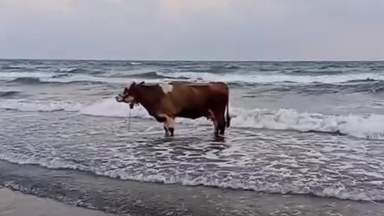 Kavurucu sıcaktan bunalan inek soluğu denizde aldı