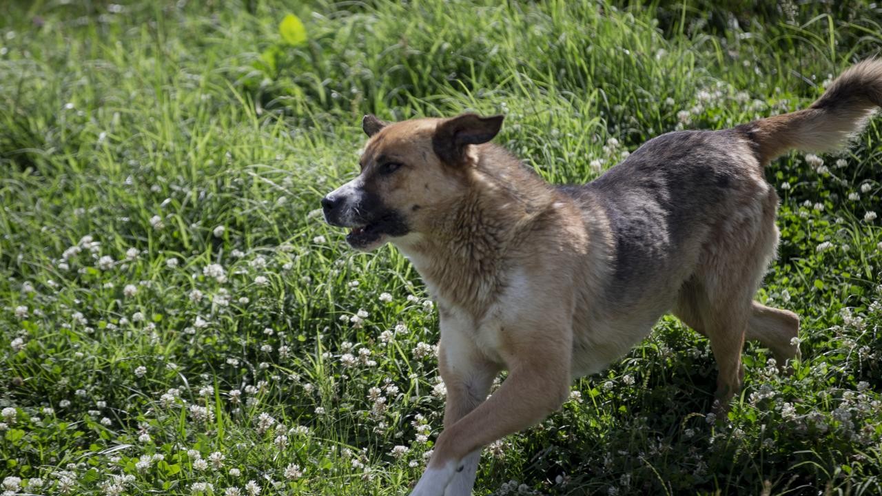 5 yaşındaki çocuk babasının yanında başıboş köpeklerin saldırısına uğradı