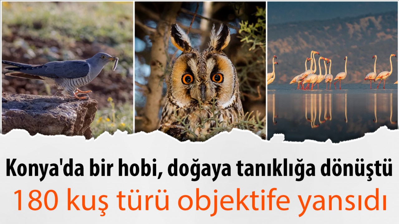 Konya'da bir hobi, doğaya tanıklığa dönüştü: 180 kuş türü objektife yansıdı