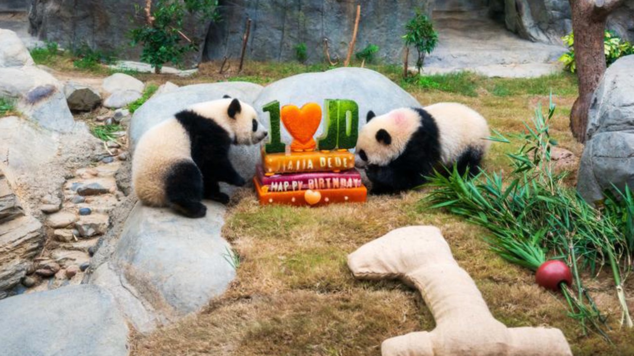 Sevimli ikizler Jia Jia ve De De 1 yaşında!