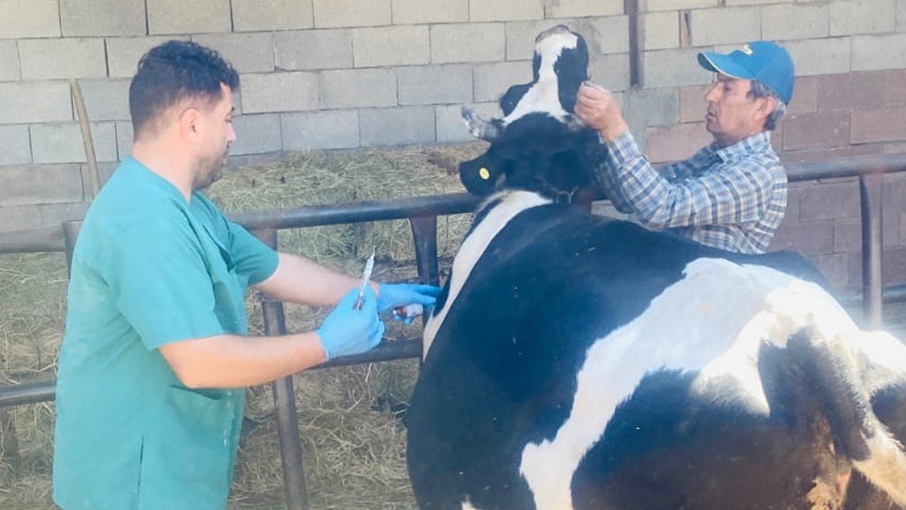 Altınekin’de büyükbaş hayvanlarda aşılama çalışmaları sürüyor