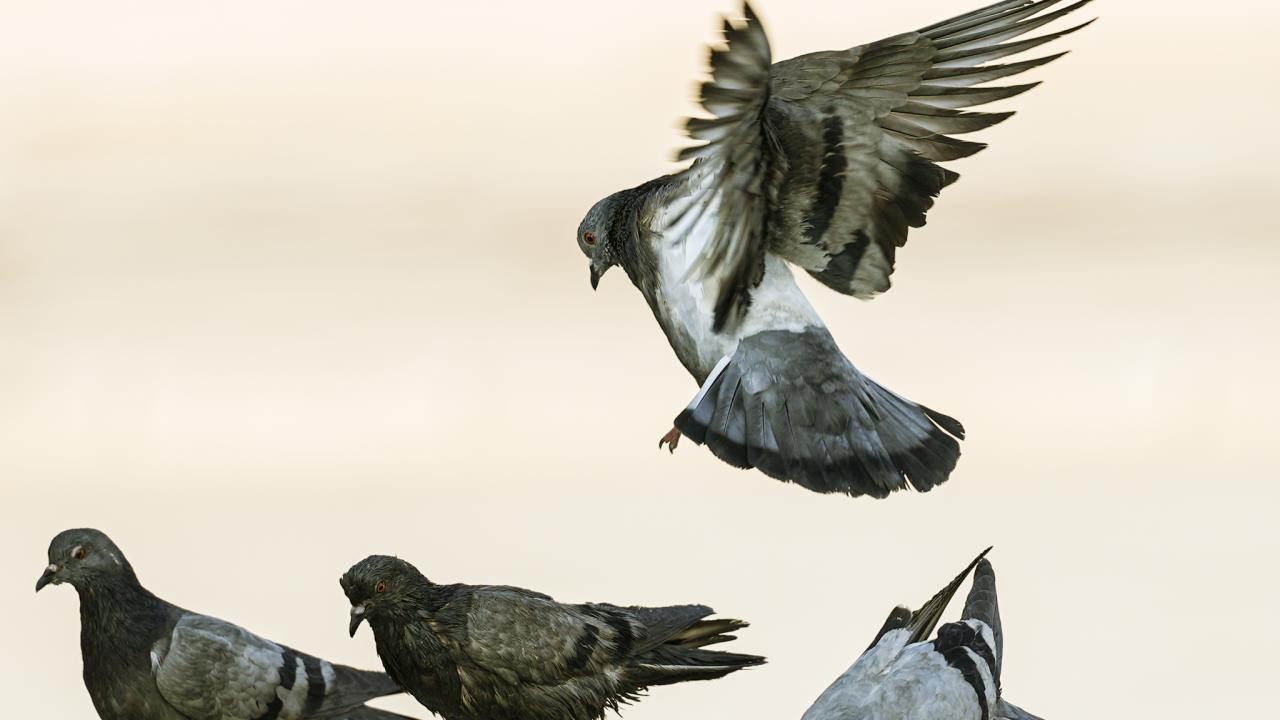 Güvercin beslemek yasaklandı