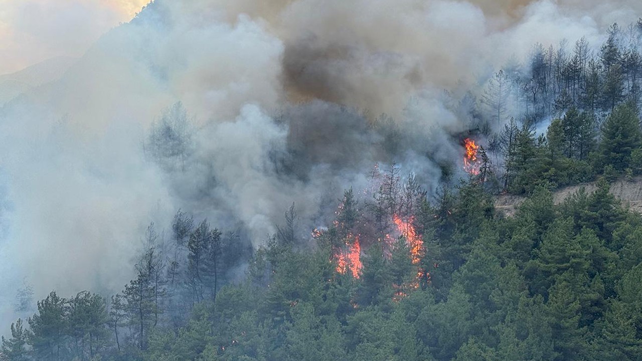 Define ararken 3 bin 630 ağacı yakan 5 sanığa 18'er yıla kadar hapis talebi