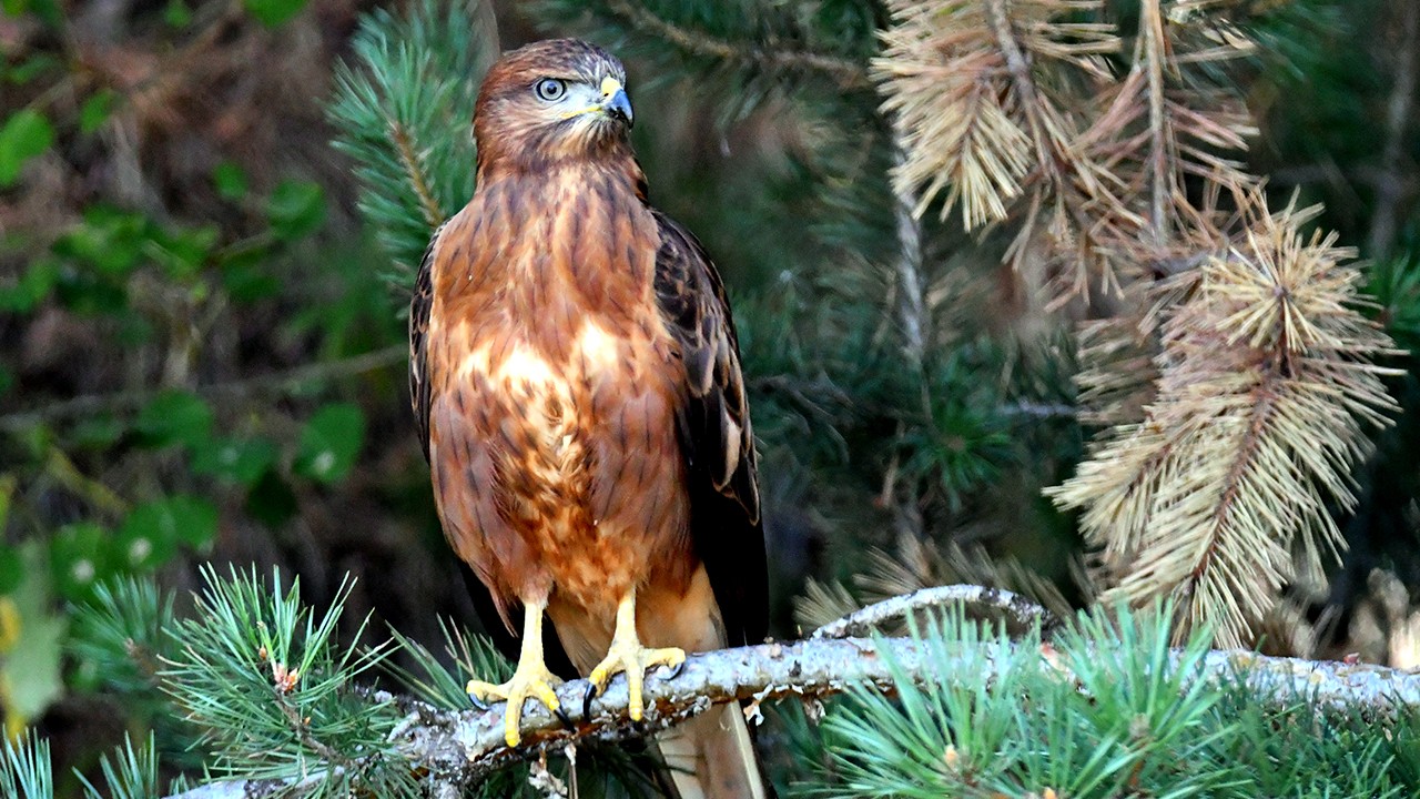 Yaban kuşları yiyecek ararken görüntülendi