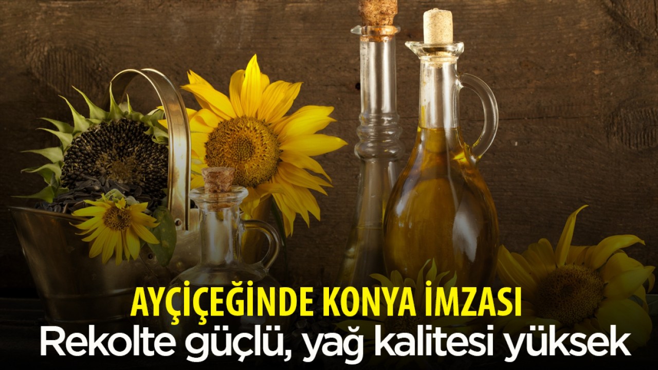 Ayçiçeğinde Konya imzası! Rekolte güçlü, yağ kalitesi yüksek